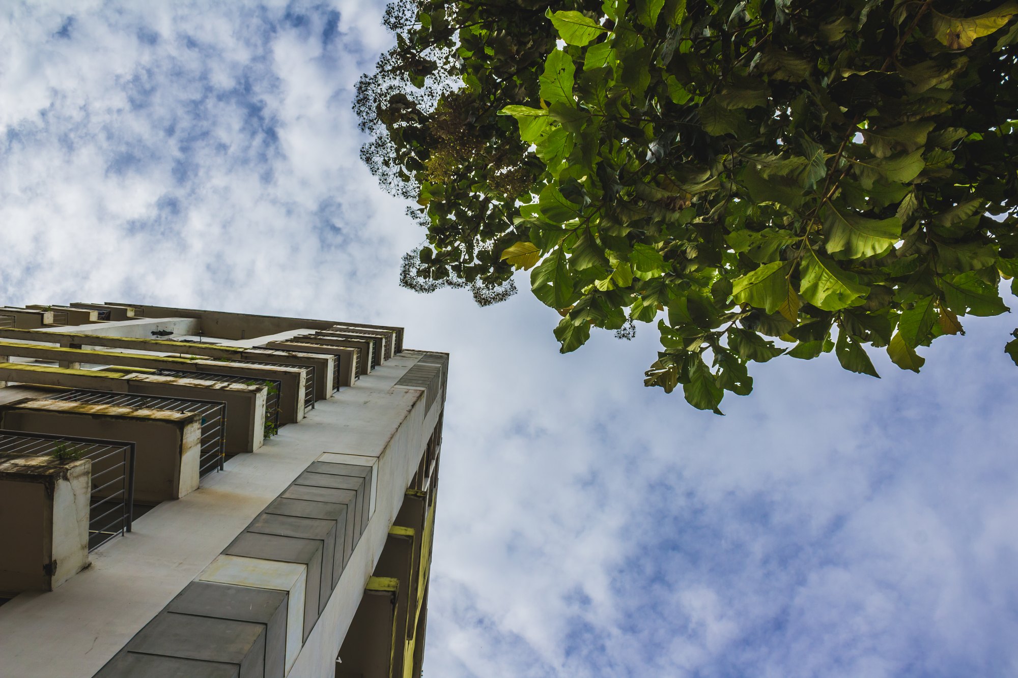 Vue en contre-plongée d'un immeuble et de sa végétation