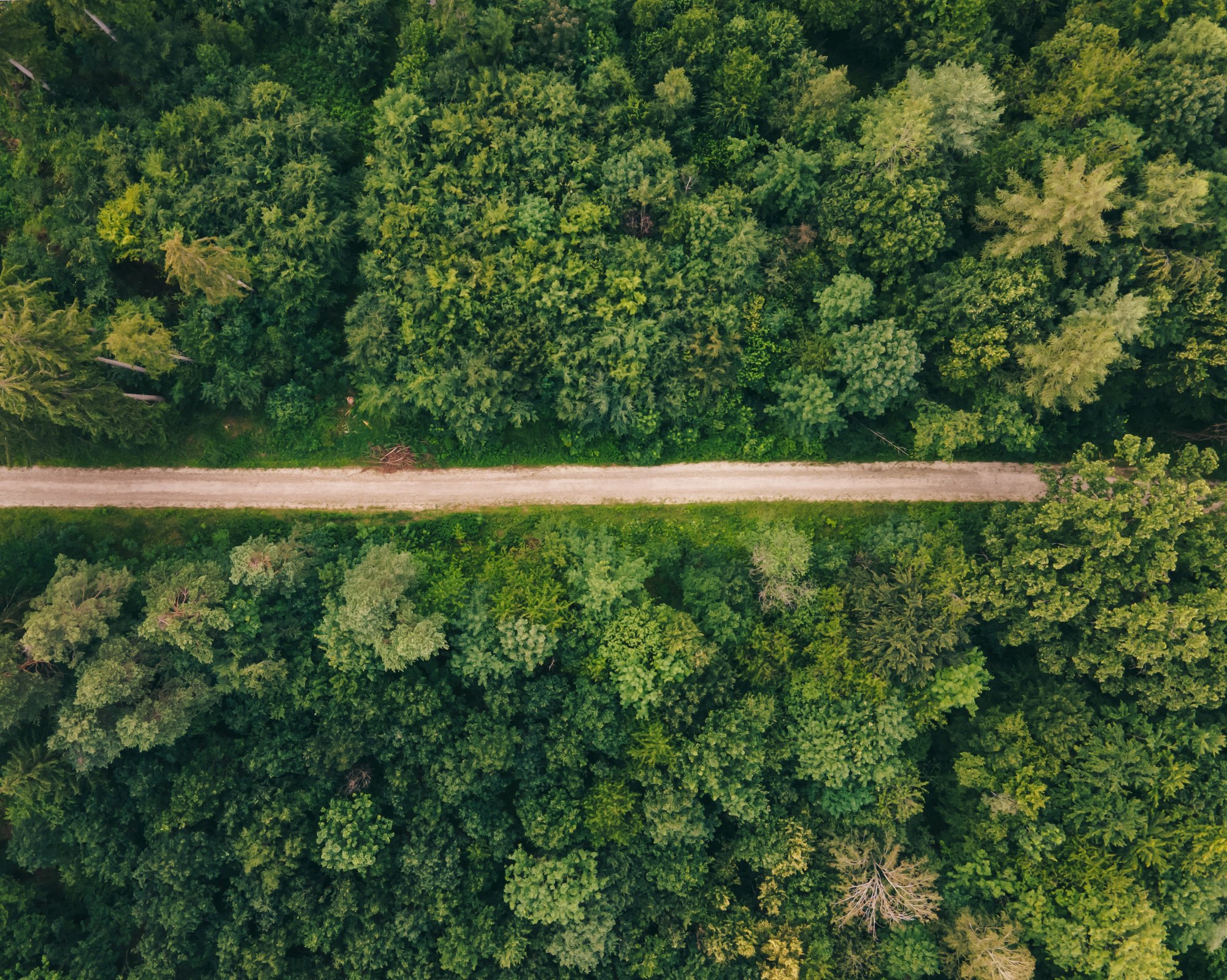 Route forestière vue du ciel au milieu d'une forêt
